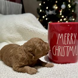 Cavachon and Cavapoochon Puppies from Forever Puppies 4U