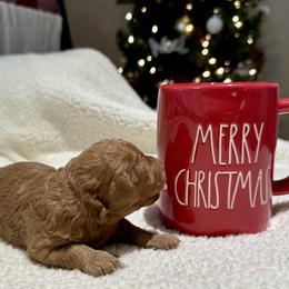 Cavachon and Cavapoochon Puppies from Forever Puppies 4U