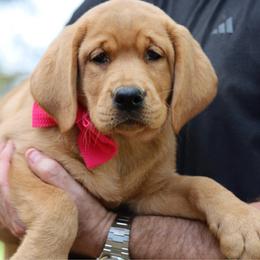 Maid Marion - Yellow female Labrador Retriever puppy in Ocala, Florida from Moon river Labradors