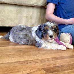 Quesadilla - Merle female Bernedoodle puppy in Roy, Utah from Doodles are Amazing