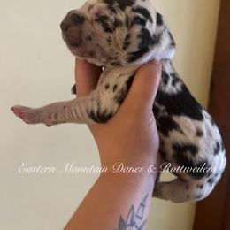 Anthony - Harlequin male Great Dane puppy in Hermon, Maine from Eastern Mountain Danes & Rottweilers