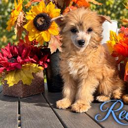 Reese - Sable male Chinese Crested puppy in Crook, Colorado from Colorado Cresteds