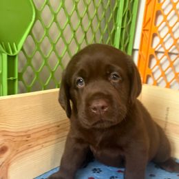 Labrador Retriever Puppies from Oksana Soroka