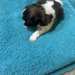 Girl 4 - Brindle and white female Shih Tzu puppy in Godley, Texas from Godleys finest
