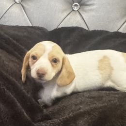 AKC Izzy - Piebald female Dachshund puppy in Indiana from Dani’s Darling Doxies