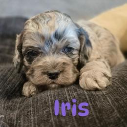 Iris - Merle female Cockapoo puppy in Perry, Arkansas from Parker's Cockapoos