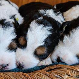 Trixie - Tri-color female Bernedoodle puppy in Granton, Wisconsin from Rose River Farms