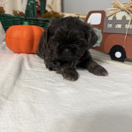 Baxter - Blue male Shih Tzu puppy in Boiling Springs, South Carolina from Sherry Whiteside's Shih Tzus