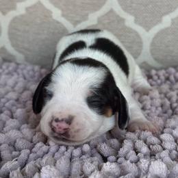 CKC Boy 2 - Piebald male Dachshund puppy in Joshua Tree, California from Desert Dreams Ranch