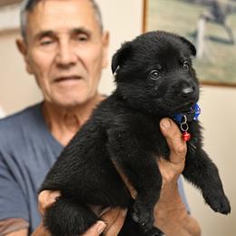 Blue-and-Red Tag - Black male German Shepherd puppy in Jersey City, New Jersey from Von Gonta Haus German Shepherds