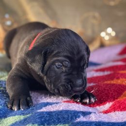 Boy 1 - Black Cane Corso puppy in Weimar, Texas from Cane Corso Authority