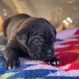 Boy 1 - Black Cane Corso puppy in Weimar, Texas from Cane Corso Authority
