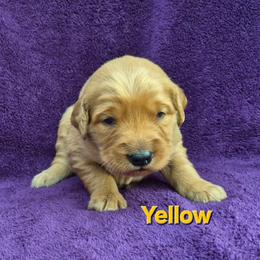 Yellow - Dark golden female Golden Retriever puppy in Taft, Tennessee from McGraw's Fetching Pups