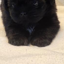 Zoey - Black and white female Shih Tzu puppy in Mesa, Arizona from House of Zen Shihtzus