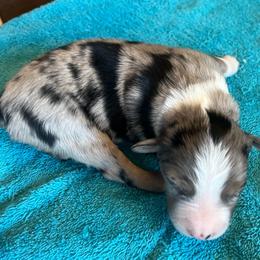 Bluey - Blue merle male Miniature Australian Shepherd puppy in Denair, California from CenCal Mini Aussies