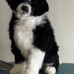 Girl 3 pink - Black and white Portuguese Water Dog puppy in Lebanon, Indiana from Aarbelle’s Portuguese water dogs