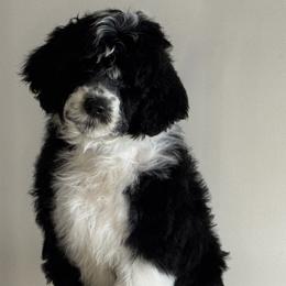 Girl 3 pink - Black and white Portuguese Water Dog puppy in Lebanon, Indiana from Aarbelle’s Portuguese water dogs