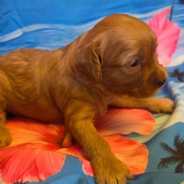 Strawberry Shortcake - Cream female Cavapoo puppy in Lewisburg, Pennsylvania from Jessie's Puppies
