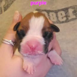 Girl 1 - Fawn female Boxer puppy in Plainville, Connecticut from AKC Boxer Club Plainville and Plank trail boxers