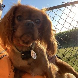 Louie - Cavalier King Charles Spaniel