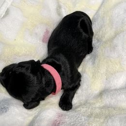 Goldendoodle Puppies from U Need A Doodle