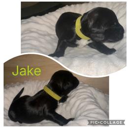 Portuguese Water Dog Puppies from Purely Opal