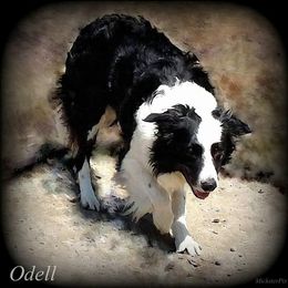 Odell - Border Collie