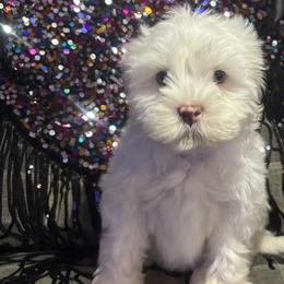 Pomeranians and Shih Tzus from Premium Pom’s and Tzu’s