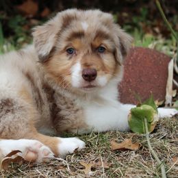 Boy 1 "Cinnamon" - Red merle Australian Shepherd puppy in Manhattan, Kansas from Dockside Australian Shepherds