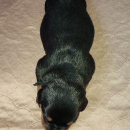 Rottweiler Puppies from Pearce Rottweilers