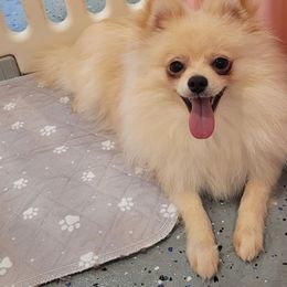 Casper - Cream male Pomeranian puppy in Riverside, California from Marie's Sweetie Poms