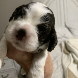 Bella - Brown and white Cocker Spaniel puppy in Sautee Nacoochee, Georgia from Candy's Cockers