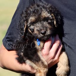Lambo - Black tri-color male Aussiedoodle puppy in Weatherford, Texas from Grand Ole Aussies