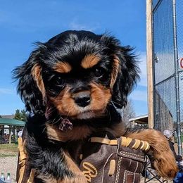 Cavalier King Charles Spaniel and Companion Cross All Grown Up from Bluffroads Cavaliers and Chiliers