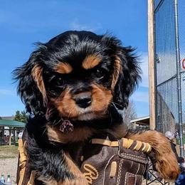 Cavalier King Charles Spaniel and Companion Cross All Grown Up from Bluffroads Cavaliers and Chiliers