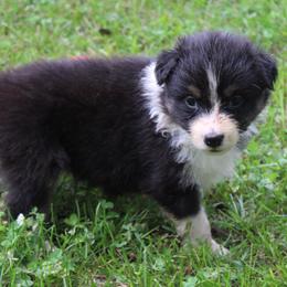 Bethel - Black tri-color female Australian Shepherd puppy in Kansas, Oklahoma from Windy G Farm