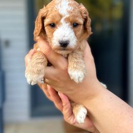 Matthew - Red  male Goldendoodle puppy in Urbana, Illinois from ZaraDoodles