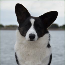 Coal - Cardigan Welsh Corgi