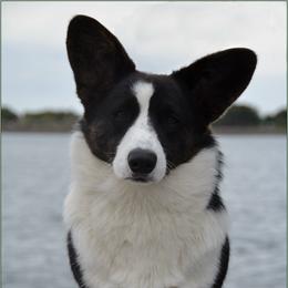 Coal - Cardigan Welsh Corgi