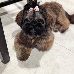 Shih Tzu Puppies from North State Shih tzus