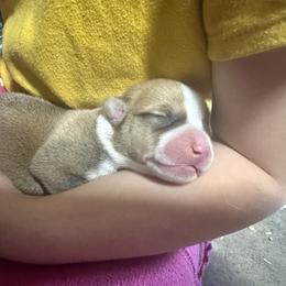 Elsa's sable boy - Sable male Pembroke Welsh Corgi puppy in Clinton, Tennessee from High Hopes Farm