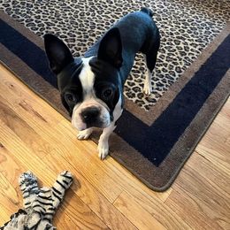 Boston Terrier All Grown Up from CARDINAL BLEU