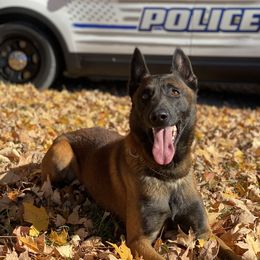 Q-Ba - Belgian Malinois