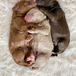 Goldendoodle and Labradoodle Puppies from West Valley Doodles