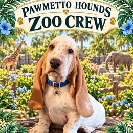 Blue - Lemon and white male Basset Hound puppy in Columbia, South Carolina from Pawmetto Hounds