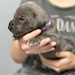 Great Dane Puppies from Blue Thunder Danes