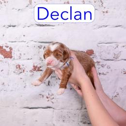 Declan - Red  male Goldendoodle puppy in Calhoun, Georgia from Happy Top Doodles