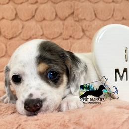 Spot AKC - Black and cream male Dachshund puppy in South Easton, Massachusetts from Depot Dachsies