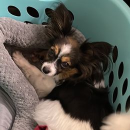 Macie - Papillon