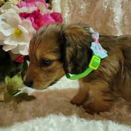 Dachshund Puppies from CLARK'S BREEDING PROGRAM